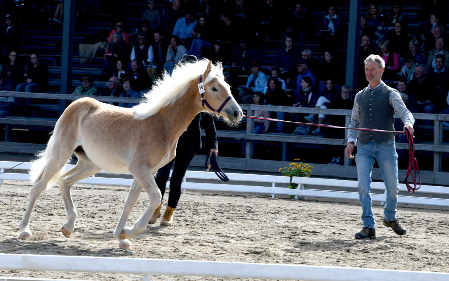 Die Haflinger-Stutfohlen gingen an acht Nationen. Foto: Pierzinger